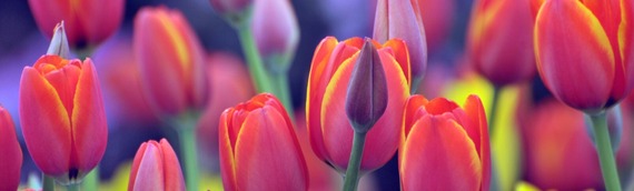 April Section Header 3