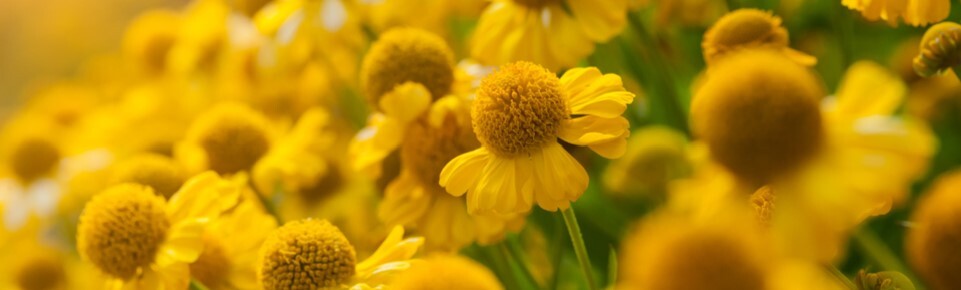 September Pic Header 3