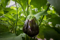 USDA veggie image