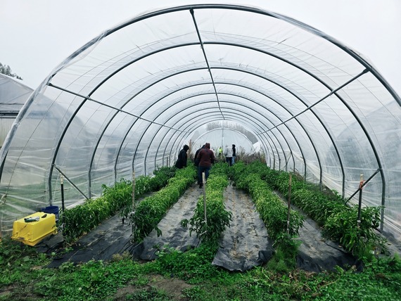 Greenhouse at Chinook Farms
