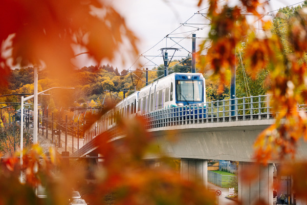 link train amongst autumn leaves