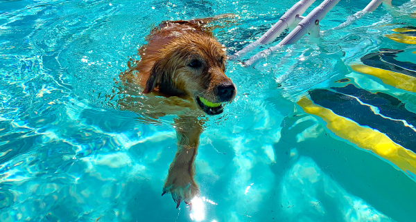 Dog swimming in pool