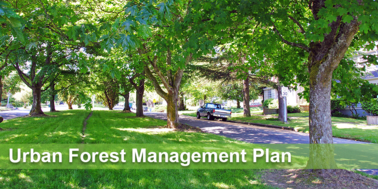Urban Forest Management Plan