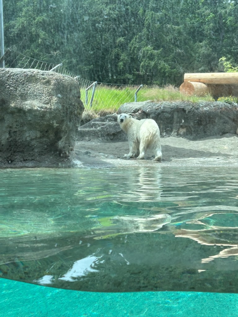 Polar bear at the zoo