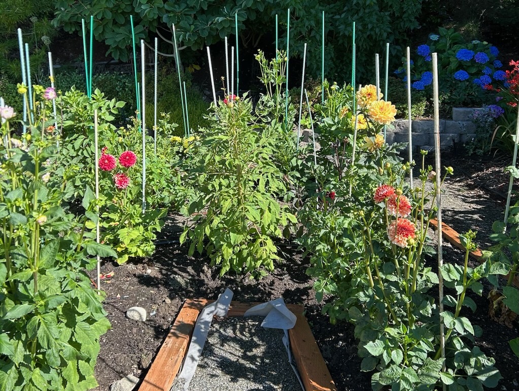 Picture of dahlias growing in garden