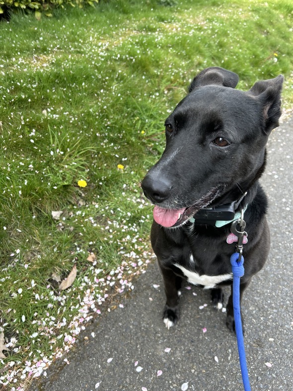 Stella Dawg – who makes life in NE Tacoma so enjoyable as we walk around Browns Point Elementary every day.