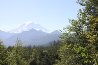 Mt. Rainier in the background. Evergreen trees in the foreground.