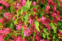 Red flowering currant.