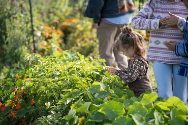 Child looking a plants, standing over a garden plot.