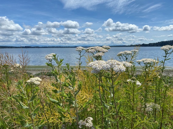 Yarrow at Semiahmoo Park 