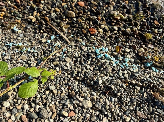 Blue plastic scattered on the shoreline of Lake Whatcom