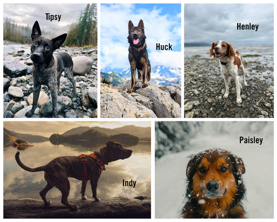 Collage of We Scoop Photo Contest Winners - five different dogs