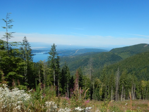 View of Lake Whatcom from high up in the forested foothills