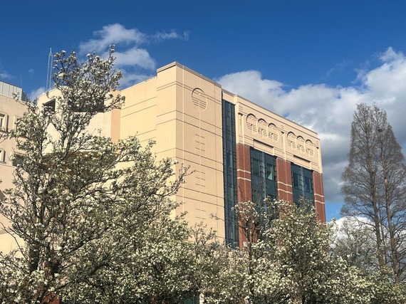 Whatcom County Courthouse with flowering white trees