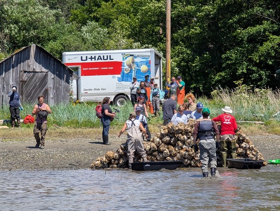 Oyster restoration work by Marine Resources Committee Spring 2026