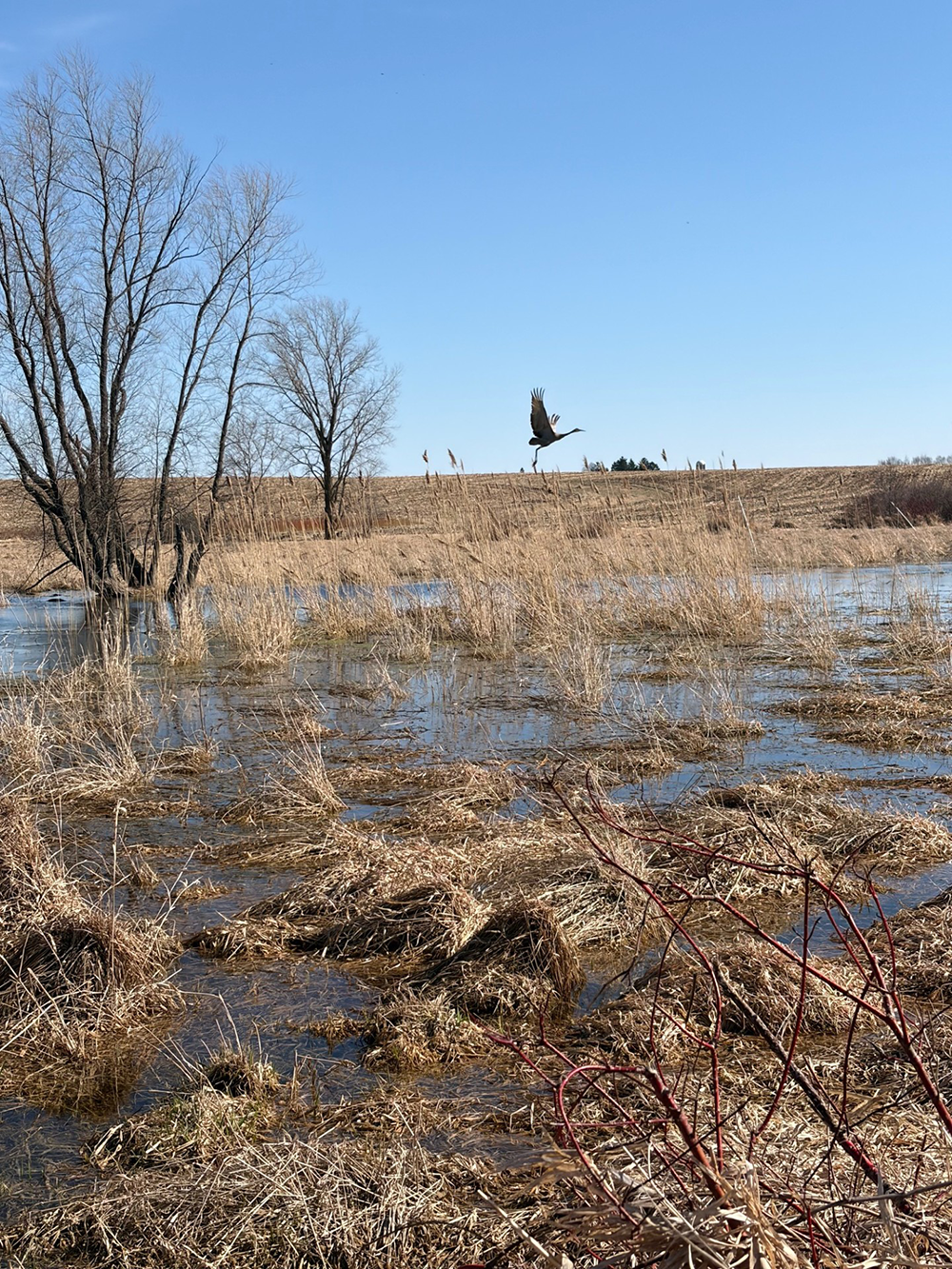 Sandhill crane flies over a wetland