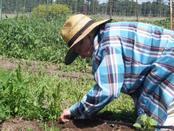 farm worker weeding