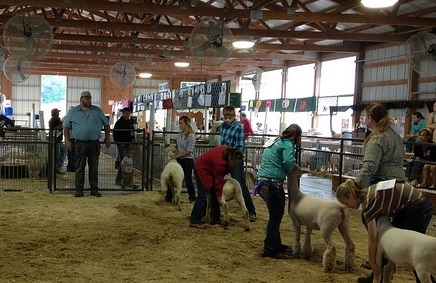 Sheep Show