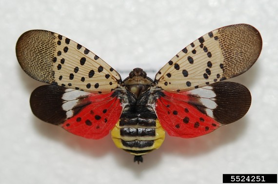 Spotted Lanternfly, Lawrence Barringer, Pennsylvania Department of Agriculture, Bugwood.org