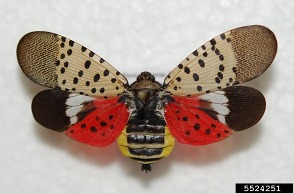 Spotted Lanternfly, Lawrence Barringer, Pennsylvania Department of Agriculture, Bugwood.org