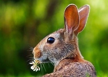 rabbit eating in a field