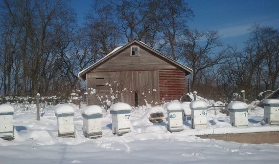 Hives in snow