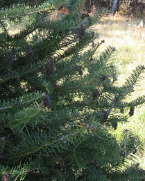 Frost injury on fir