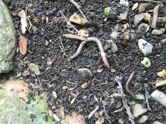 Jumping worm with granulated soil