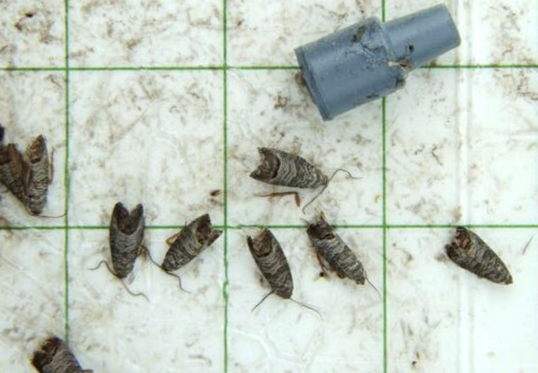 Codling moths in trap
