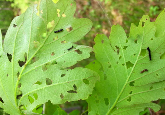 Spongy moth larvae