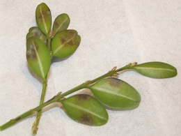 Boxwood blight early brown spots