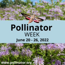 2022 Pollinator Week graphic