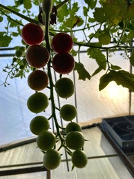 Growing tomatoes for sale