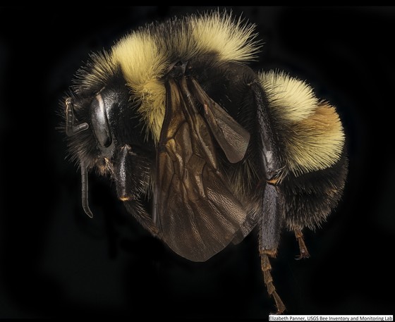 2021_Elizabeth_Panner_USGS_Bee_Inventory_and_Monitoring_Lab_Rusty_Patch_Bumble_51126591623_ca8ba3f1b9_o