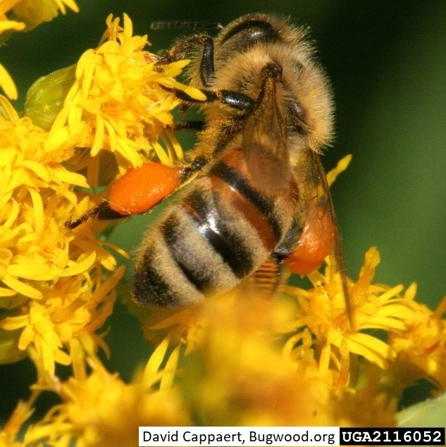 2116052-PPT_David_Cappaert_Bugwood_Honey_Bee_Pollen_Sacs_Crop