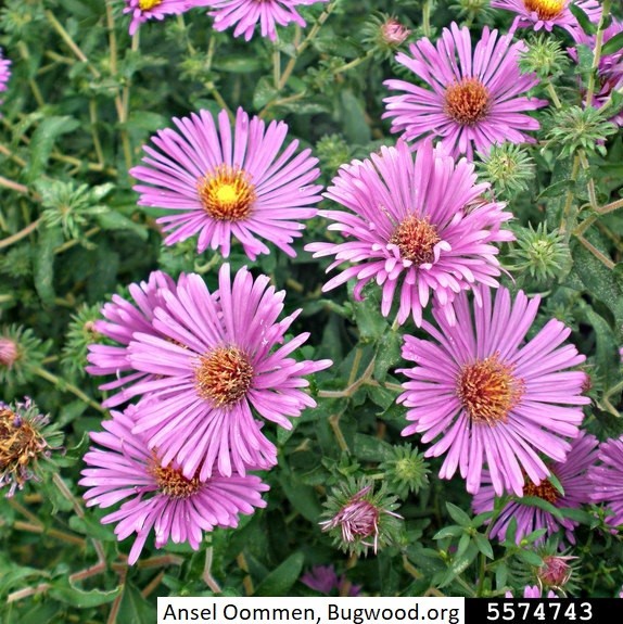 5574743-PPT_Ansel_Oommen_Bugwood_New_England_aster_Symphyotrichum_novae-angliae_Crop
