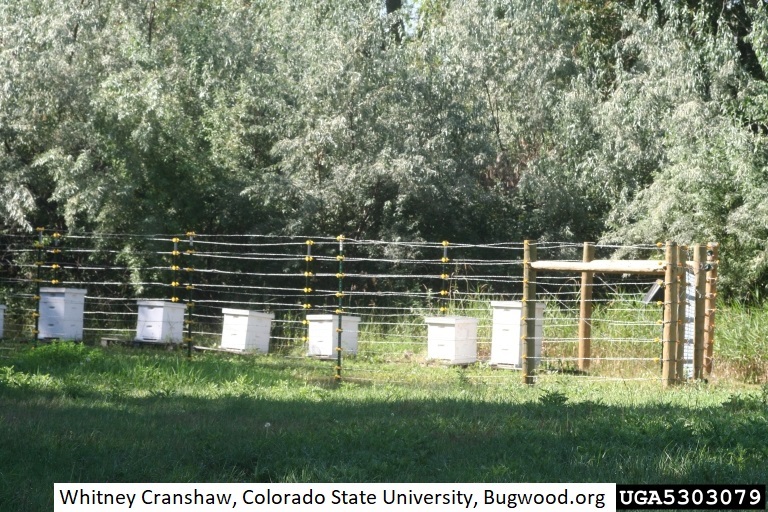 5303079-PPT_Whitney_Cranshaw_Colorado_State_University_Bugwood_Bee_Yard_Electric_Fence