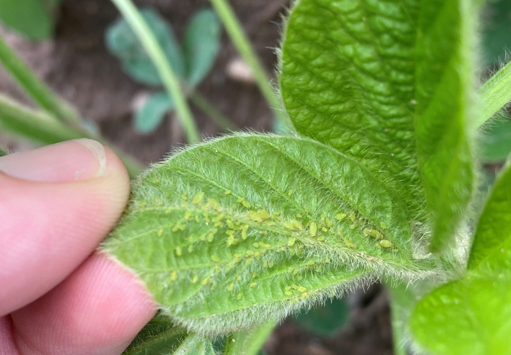 Soybean aphids on soybean leaf