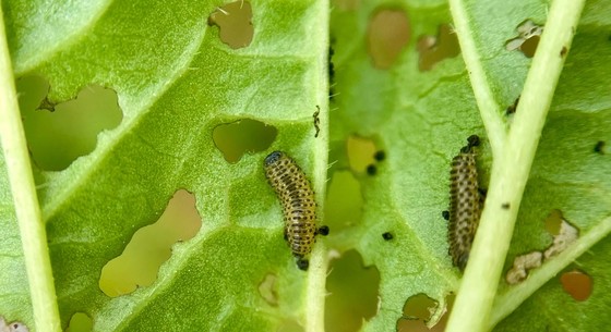 Viburnum leaf beetle larvae and feeding damage