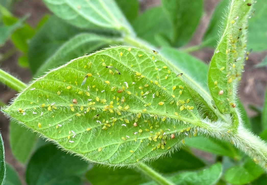 Soybean aphids and natural enemies