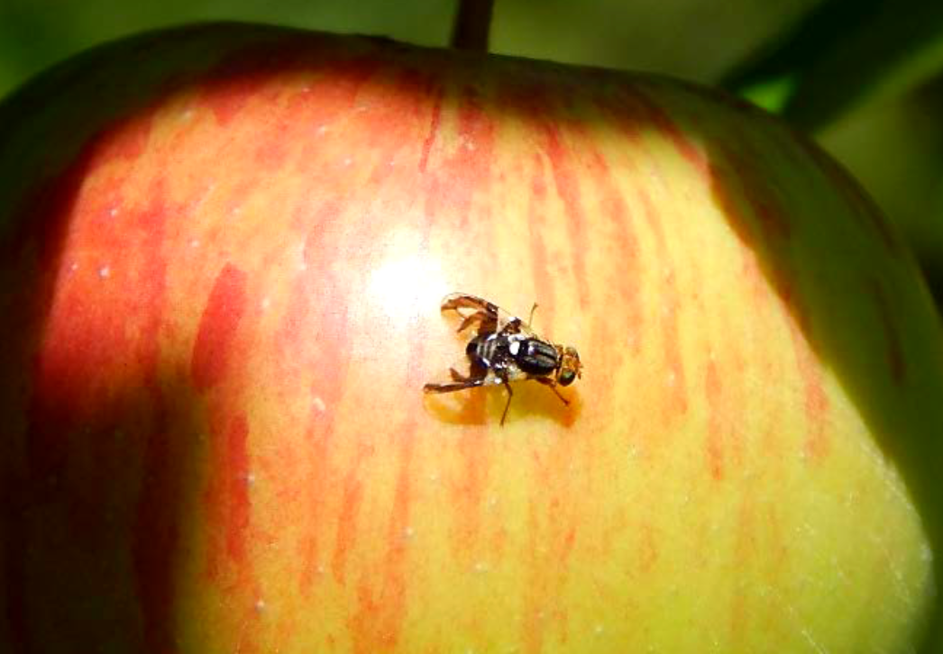 Apple maggot fly
