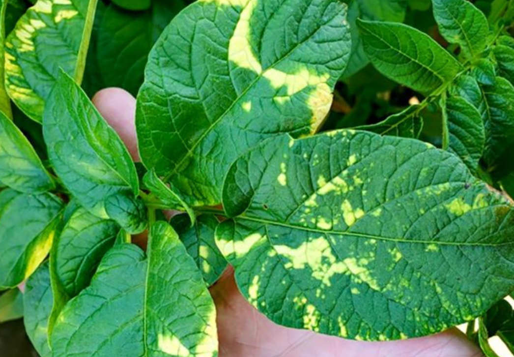 Potato mop top virus foliar symptoms