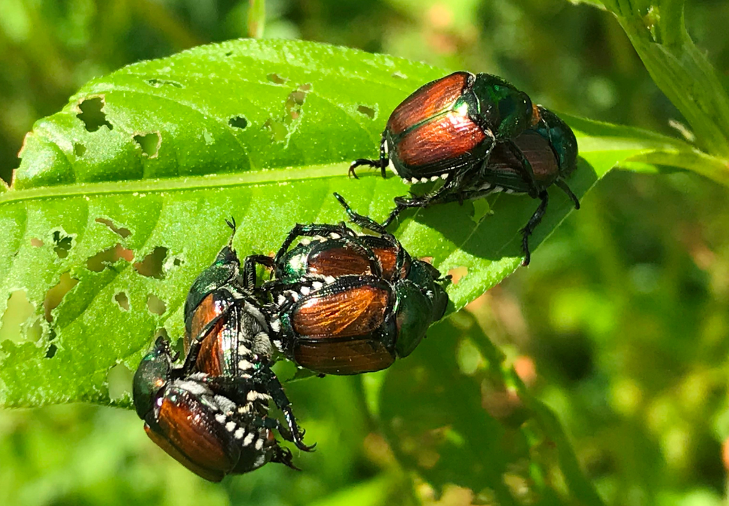 Japanese beetles