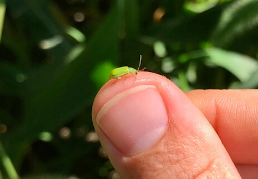 Northern corn rootworm beetle