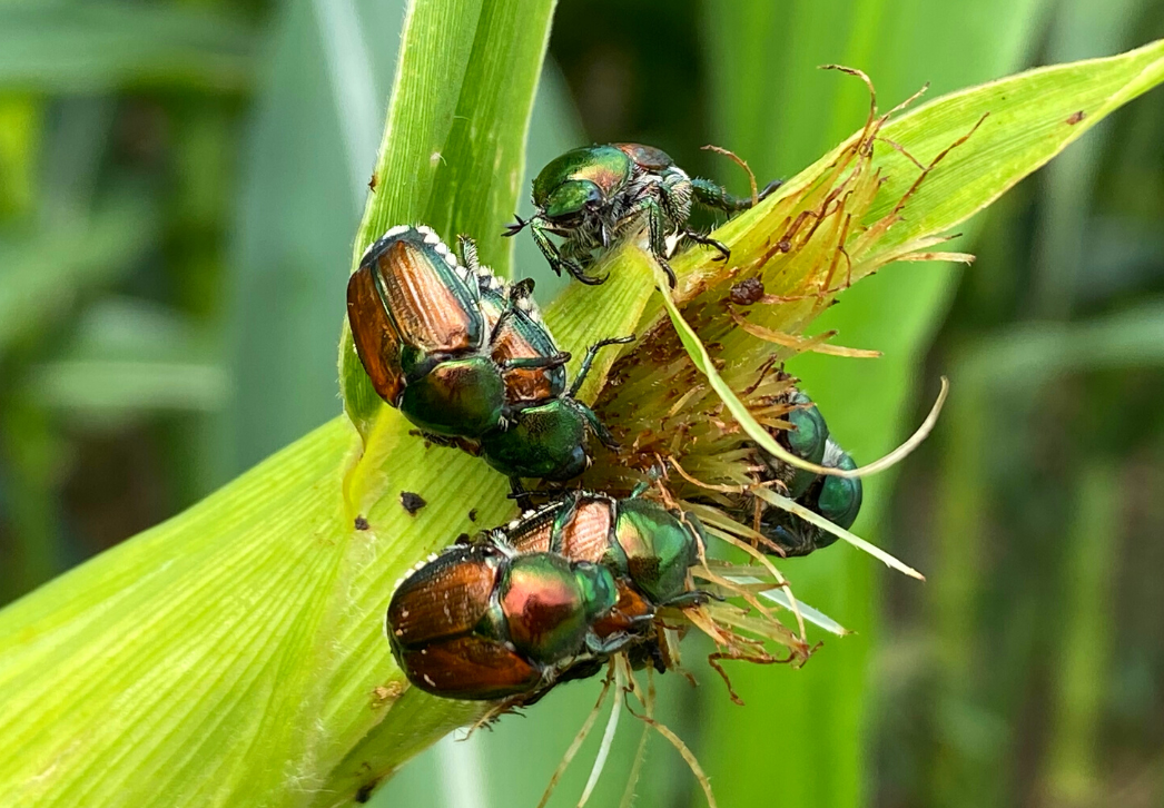 Japanese beetles feeding on corn