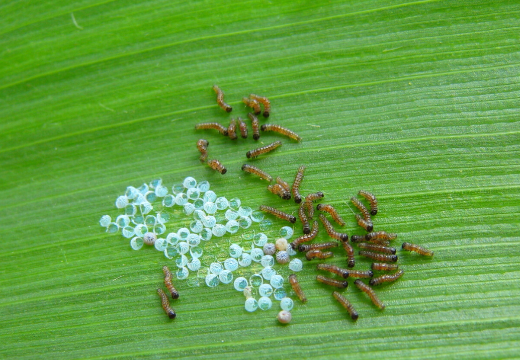 Western bean cutworm hatching larvae