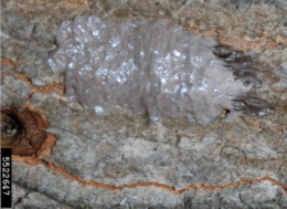 Spotted lanternfly egg mass