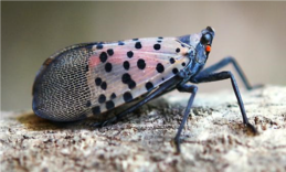 spotted lanternfly adult