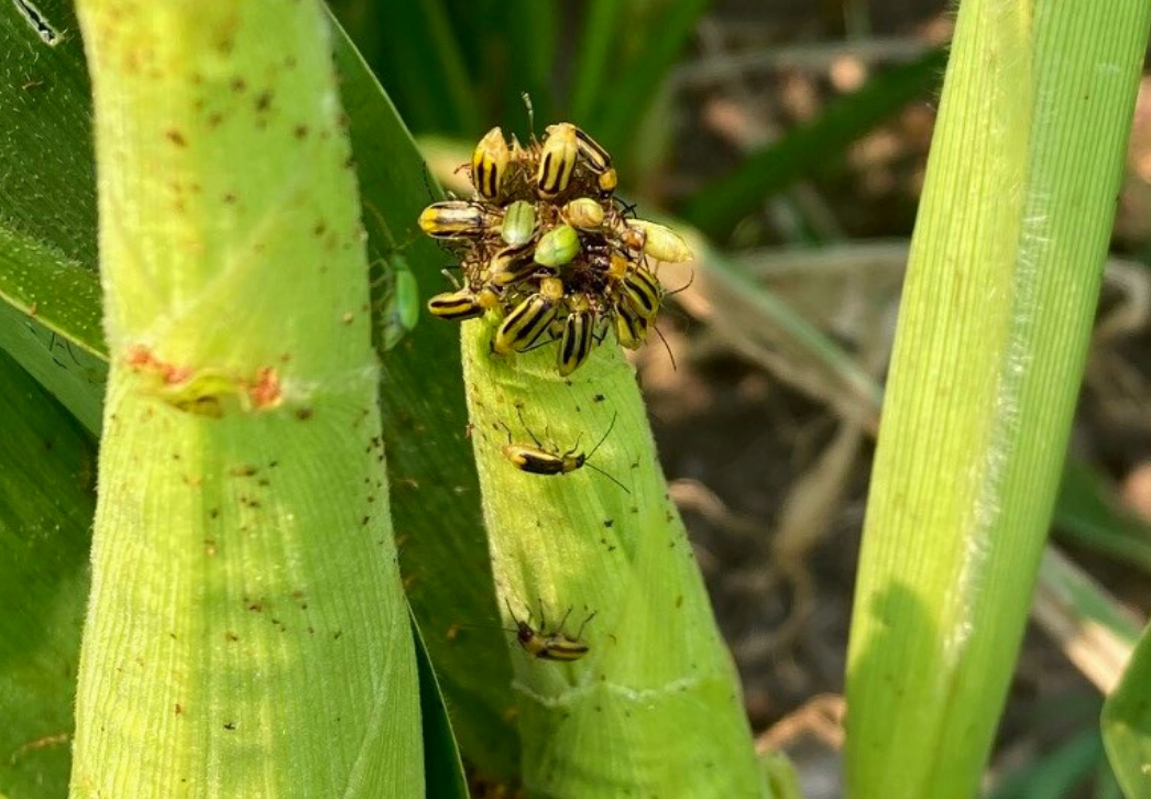 Corn rootworm beetles feeding on corn silks
