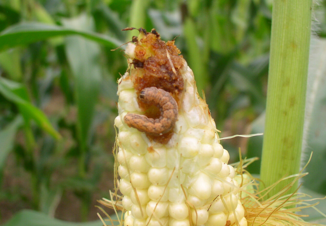 Western bean cutworm larva